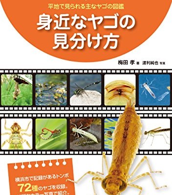 身近なヤゴの見分け方-平地で見られる主なヤゴの図鑑.jpg